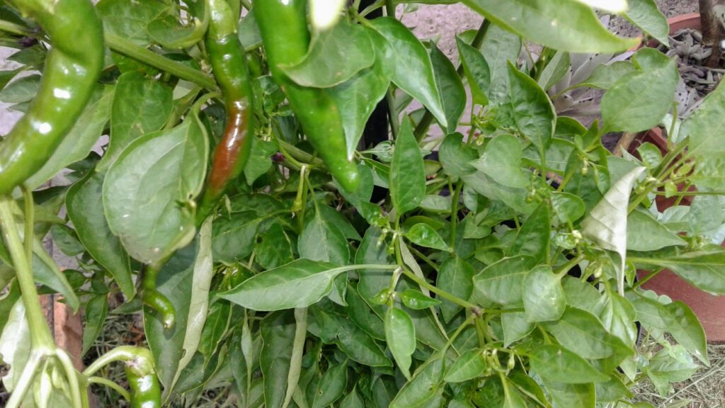 Chillies: Spicing Up Your Garden